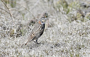 Chestnut-collared Longspur on the National Grasslands