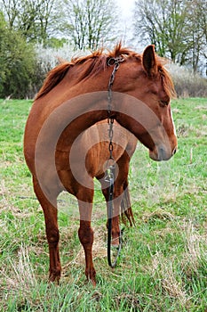 Chestnut colored horse put out to grass in the meadow