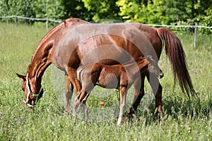 Beautiful young warmblood mare breastfeeding her newborn foal on