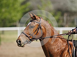 Chestnut colored purebred jumping horse canter on showground