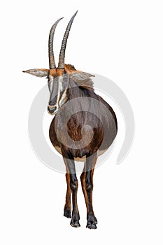 Chestnut colored sable antelope full body front view