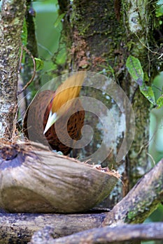 Chestnut-colored Woodpecker  840319