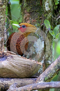 Chestnut-colored Woodpecker  840320