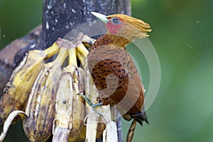 Chestnut-colored Woodpecker  840330