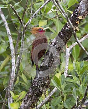 Chestnut-colored Woodpecker Celeus castaneus