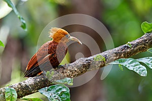 Chestnut-colored Woodpecker in the rainforest in Costa Rica