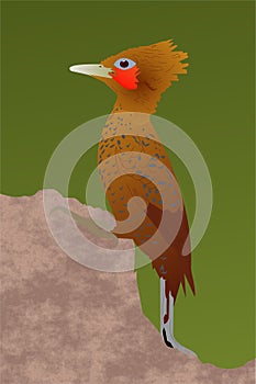 Chestnut-colored Woodpecker