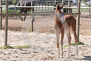 A Chestnut colored young foal standing on the sand. Shadow on the sand