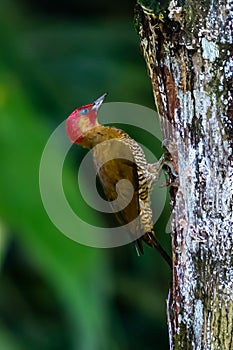 Chestnut-coloured Woodpecker,