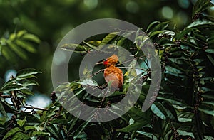 Chestnut-coloured Woodpecker, Celeus castaneus, brawn bird with red face from Costa Rica.