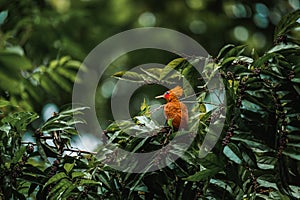 Chestnut-coloured Woodpecker, Celeus castaneus, brawn bird with red face from Costa Rica.