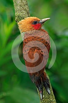 Chestnut-coloured Woodpecker, Celeus castaneus, brawn bird with red face from Costa Rica