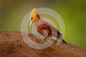 Chestnut-coloured Woodpecker, Celeus castaneus, brawn bird with red face from Costa Rica. Woodpecker with yellow crest and red