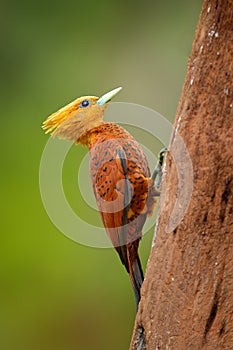 Chestnut-coloured Woodpecker, Celeus castaneus, brawn bird with red face from Costa Rica. Woodpecker with yellow crest and red