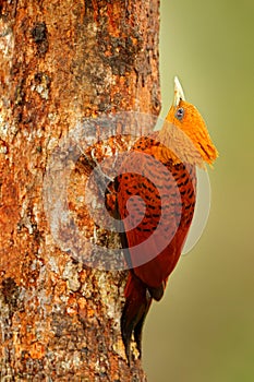 Chestnut-coloured Woodpecker, Celeus castaneus, brawn bird with red face from Mexico. Woodpecker with yellow crest and red face,