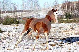 Chestnut colt galloping in winter