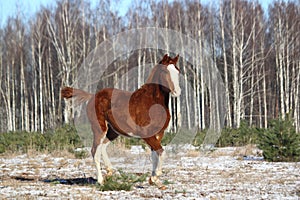 Chestnut colt galloping in winter