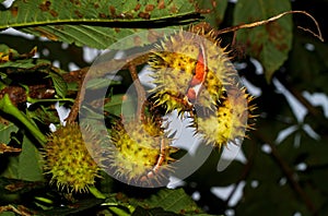 Chestnut conkers