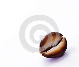 Chestnut Cowrie