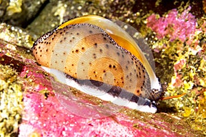 Chestnut cowrie on reef