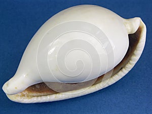 Chestnut Cowry seashell