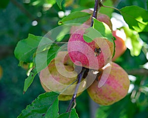 Chestnut Crabapples (Malus 'Chestnut') on Tree