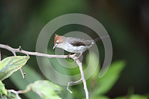 Chestnut-crested Yuhina in Borneo, Malaysia