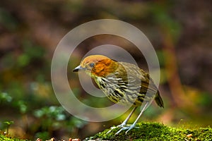 Chestnut Crowned Antpitta