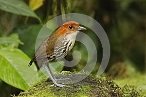Chestnut-crowned Antpitta foraging in a tropical forest - Ecuador