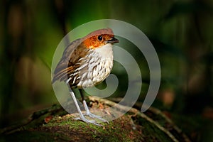 Chestnut-crowned antpitta, Grallaria ruficapilla, bird family Grallariidae, from Colombia, Ecuador and far northern Peru. Antpitta