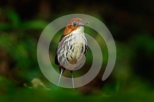 Chestnut-crowned antpitta, Grallaria ruficapilla, rare bird from dar forest in Rio Blanco, Colombia