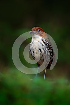 Chestnut-crowned antpitta, Grallaria ruficapilla, rare bird from dark forest in Rio Blanco, Colombia. Birdwatching in South