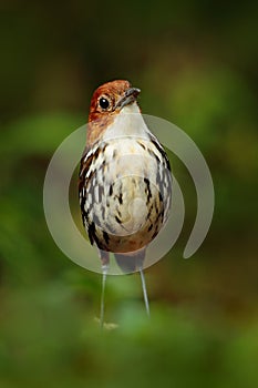 Chestnut-crowned antpitta, Grallaria ruficapilla, rare bird from dark forest in Rio Blanco, Colombia. Wildlife scene from nature.