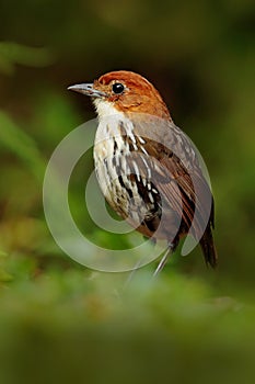 Chestnut-crowned antpitta, Grallaria ruficapilla, rare bird from dark forest in Rio Blanco, Colombia. Wildlife scene from nature.