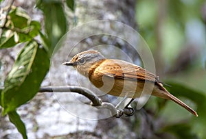 Chestnut-crowned Becard (Pachyramphus castaneus