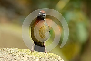Chestnut-crowned laughingthrush