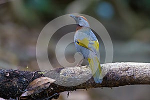 Chestnut-crowned Laughingthrush