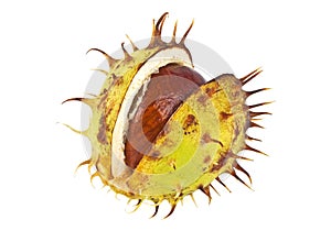 Chestnut with crust on a white background