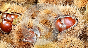 Chestnut cupules and brown chestnu photo