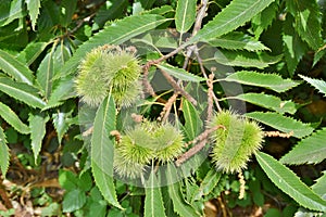 Chestnut curls