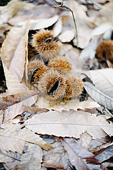 Chestnut curls on dried chestnut leaves