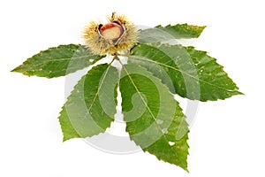 Chestnut curls and the leaves