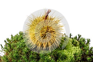 Chestnut curly on moss