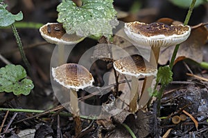 The Chestnut dapperling Lepiota castanea is an deadly poisonous mushroom