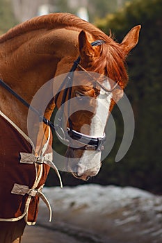 Chestnut dressage gelding horse with bridle posing near green bushes