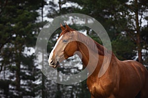 Chestnut dressage gelding horse with white line posing in forest landscape in spring daytime