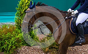 Chestnut dressage horse and girl at show jumping competition, waiting for her turn.