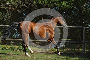 Chestnut dressage sport horse running in paddock