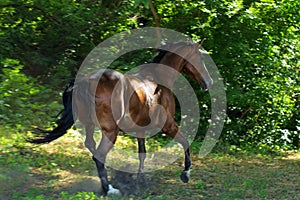 Chestnut dressage sport horse running in paddock