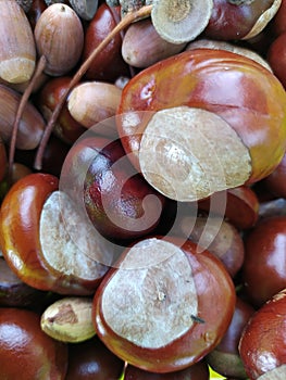 Chestnut and dried acorns background